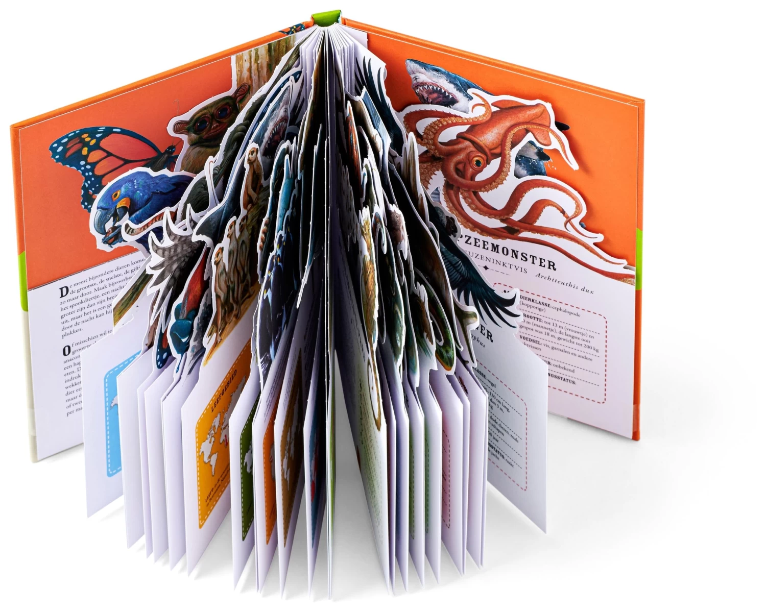 Het Fantastisch Mooie Dierenrijk 8 Jr+ 2 Het Fantastisch Mooie Dierenrijk 8 Jr+ - Afbeelding 2